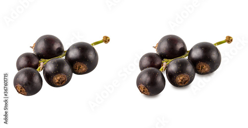 Black currant isolated on white background with clipping path
