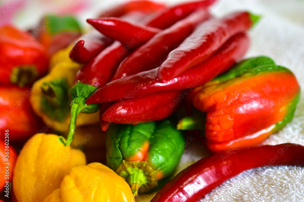 Red and yellow fresh capsicum on a white towel Red and yellow fresh capsicum on a white towel