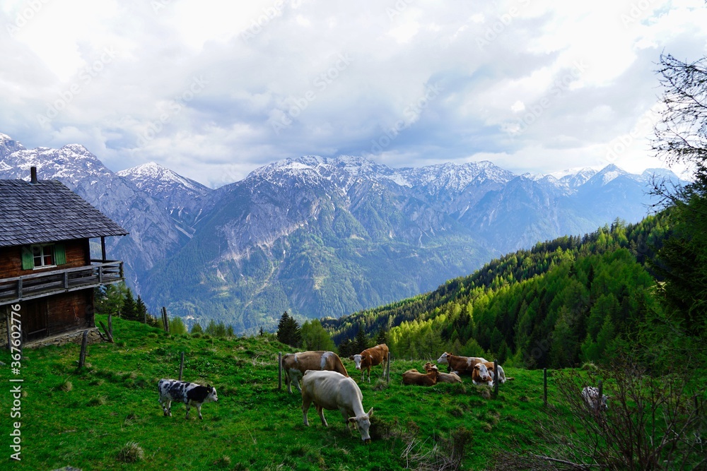 cattle feeding on alpine meadow, tyrol