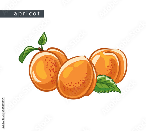 sketch_apricots_three_fruits