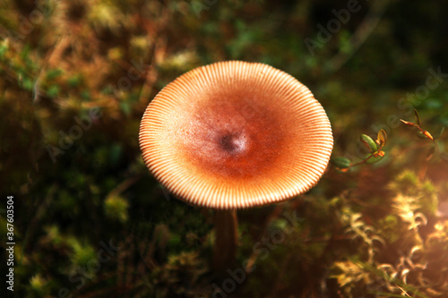 A mushroom toadstool with a brown hat in the forest, with sunlight.