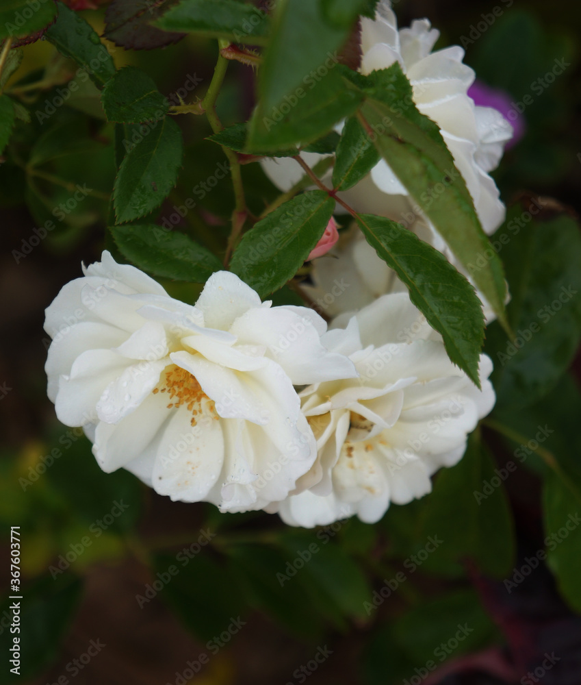 Obraz premium Flores do Brasil