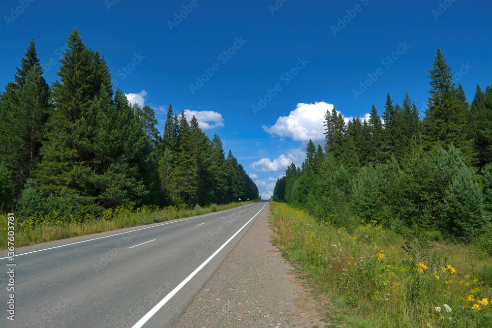 Fototapeta premium Asphalt highway surrounded by deciduous forest summer landscape.