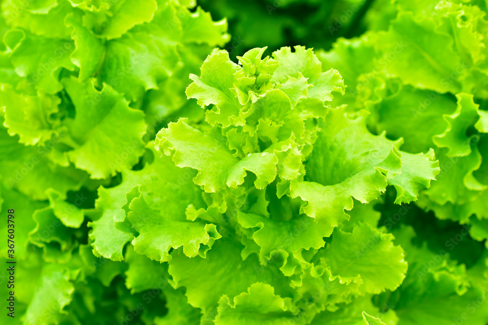 Fresh green lettuce bushes close up in full frame Fresh green lettuce bushes close up in full frame