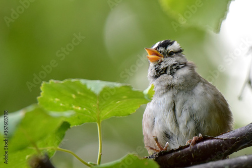 White-crowned sparrow on a tree branch photo