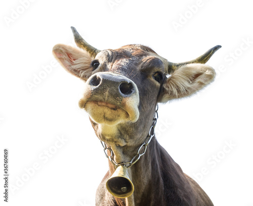 Portrait of funny cow with bell on a neck. Isolated on white. photo