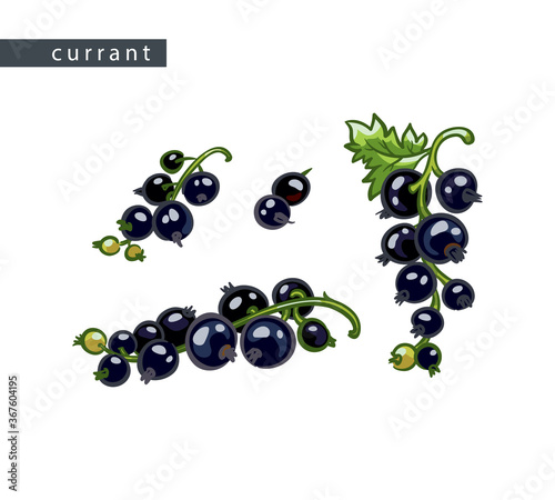 sketch_currant_set_black_branches