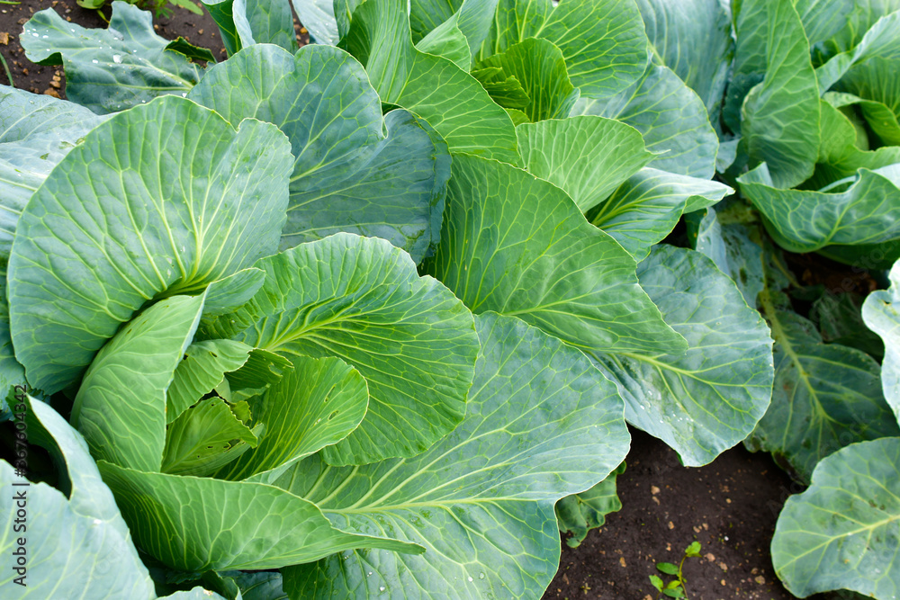 Fresh and green cabbage bushes in the garden Fresh and green cabbage bushes in the garden