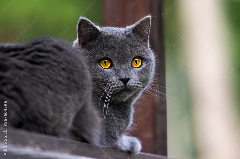 cat sits and looks outdoors