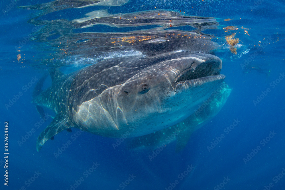 Naklejka premium Whale shark swimming in the warm blue waters off of Cancun