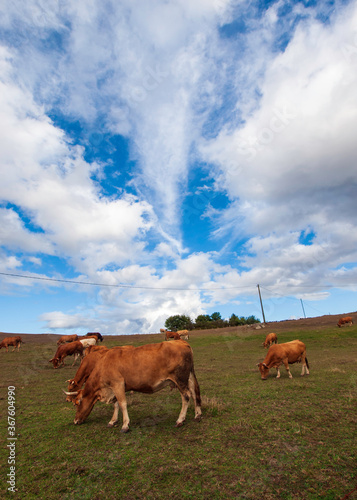 Vacas pastando en el campo gallego un dia de cielo azul con nubes