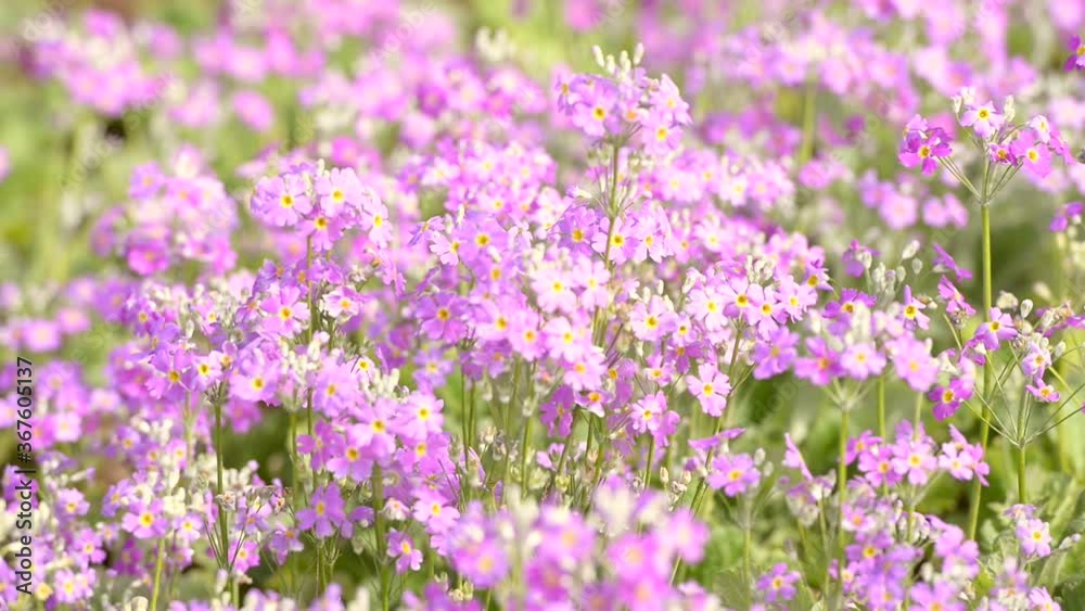 Purple colour of Primula Malacoides flower blooming in the flower beds in the winter season Purple colour of Primula Malacoides flower blooming in the flower beds in the winter season