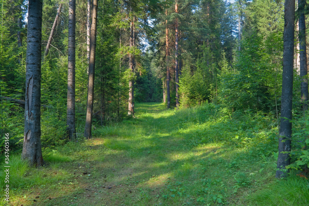 Obraz premium Summer landscape footpath in spruce forest on.