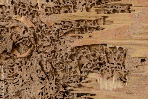 Fotografia closeup background and texture of nest termite at wooden wall
