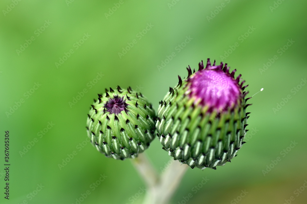 Aufgehende Knospe einer grauen Kratzdistel Aufgehende Knospe einer grauen Kratzdistel