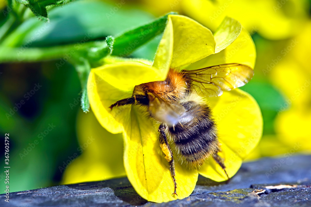 Ackerhummel ( Bombus pascuorum ). Ackerhummel ( Bombus pascuorum ).