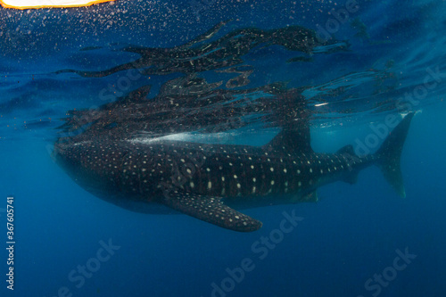 Whale shark swimming in the warm blue waters off of Cancun © shanemyersphoto