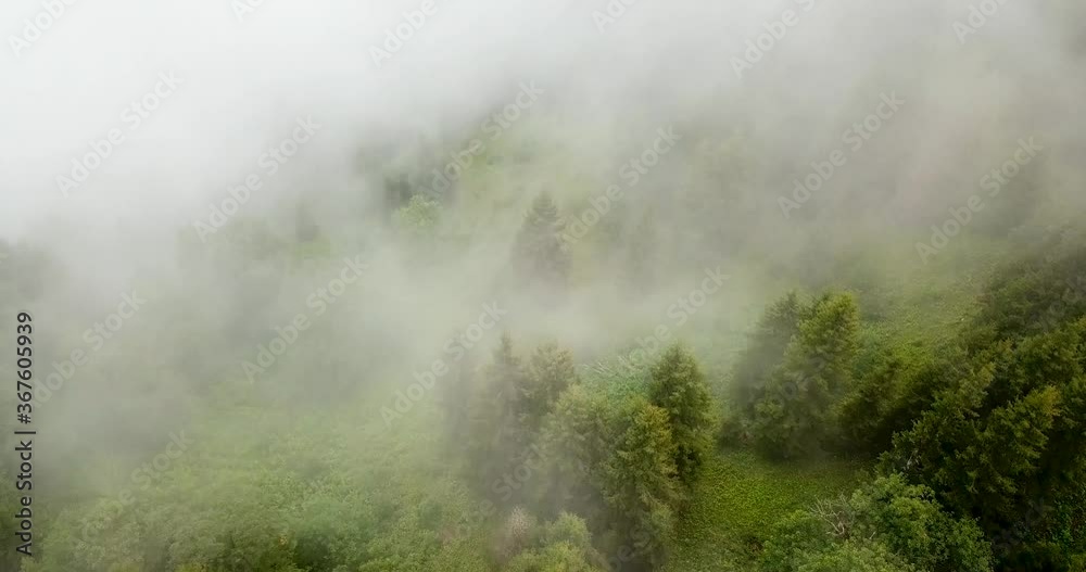 Fly Above Foggy Pine Forest with White Transition on Green Highland Hills. Thick Creepy Misty Fog Clouds Move Slow Gently Through Treetops and Wrapping Forest in Fresh Summer Morning, 4K Aerial Shot Fly Above Foggy Pine Forest with White Transition on Green Highland Hills. Thick Creepy Misty Fog Clouds Move Slow Gently Through Treetops and Wrapping Forest in Fresh Summer Morning, 4K Aerial Shot