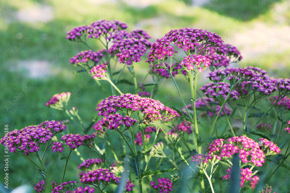 Obraz premium Yarrow pink flowers in the garden