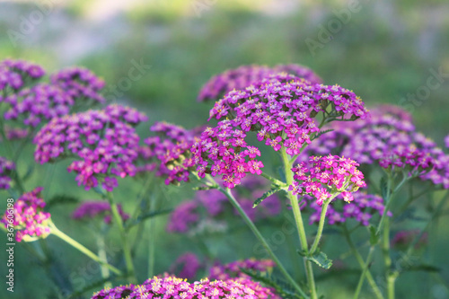 Yarrow pink flowers in the garden