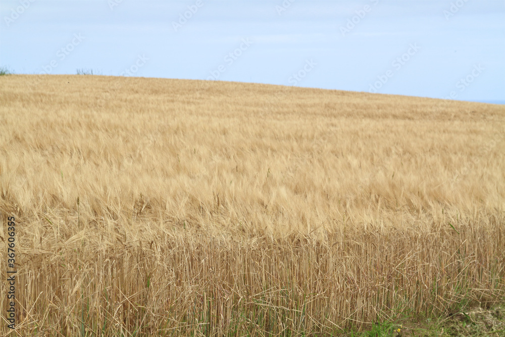 golden wheat field in the wind