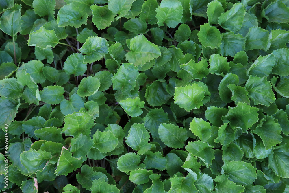 Green background of living plants Green background of living plants