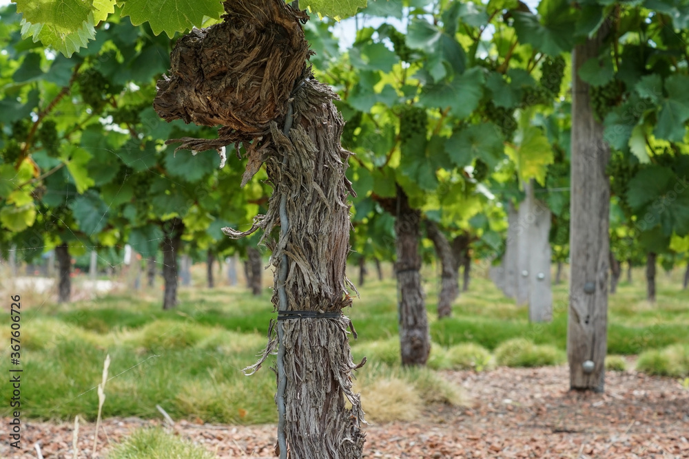 Fototapeta premium Vine plants on a vineyard