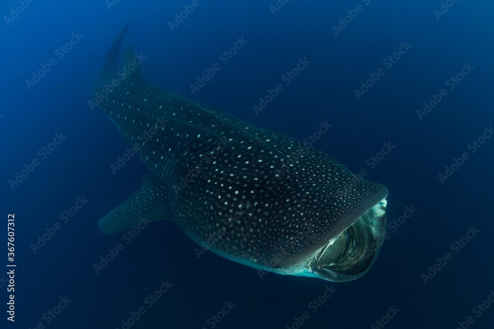 Whale shark swimming in the warm blue waters off of Cancun Whale shark swimming in the warm blue waters off of Cancun