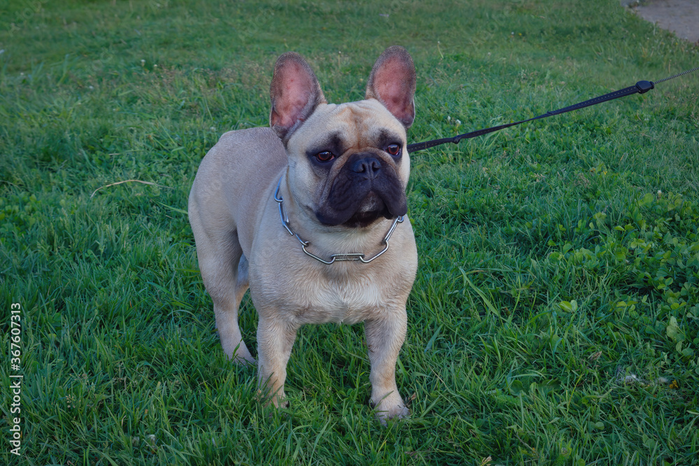 Dog breed French Bulldog of light color walks in the forest on a green lawn.