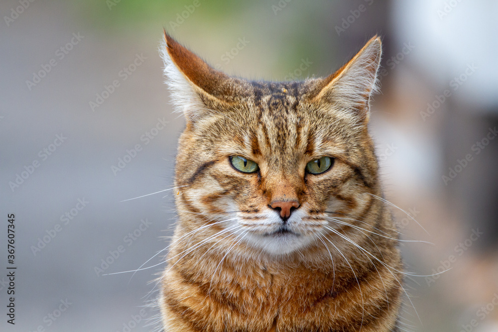 Portrait of a cat sat in the middle of a footpath looking at camera