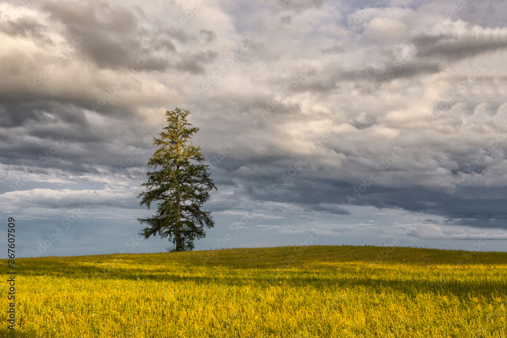 Obraz premium Scenic view of single lonely tree in green wheat field on partial cloudy stormy weather spring day.