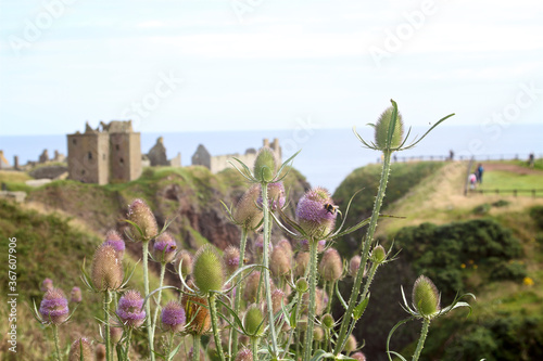 thistles with dunnottar castle in the background photo