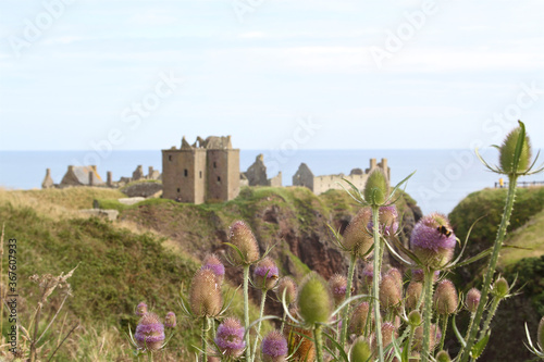 thistles with a castle in the background
