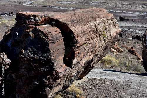 Large Fallen Petrified Log Over the Desert photo