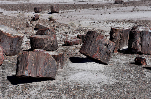 Chunks of Petrified Log Sections Scattered on Landscape photo