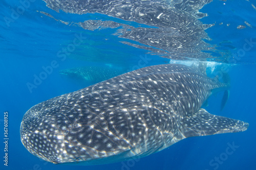 Whale shark swimming in the warm blue waters off of Cancun