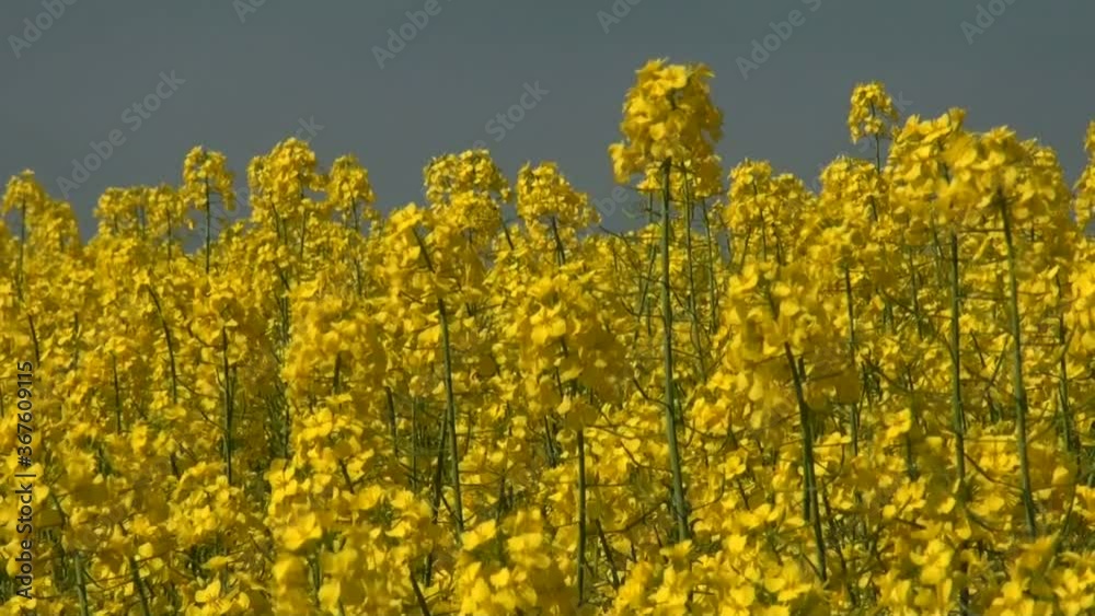 Canola crop plantation fields - Rapeseed field in a sunny summer day Canola crop plantation fields - Rapeseed field in a sunny summer day
