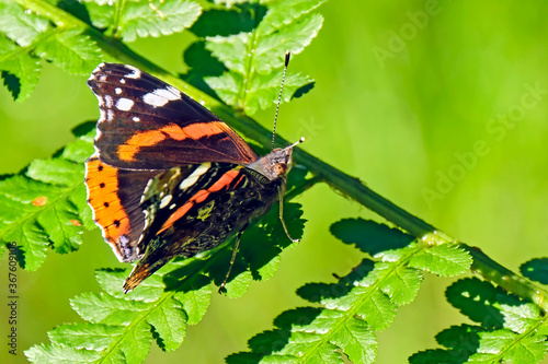 Admiral ( Vanessa atalanta, Syn.: Pyrameis atalanta ). photo