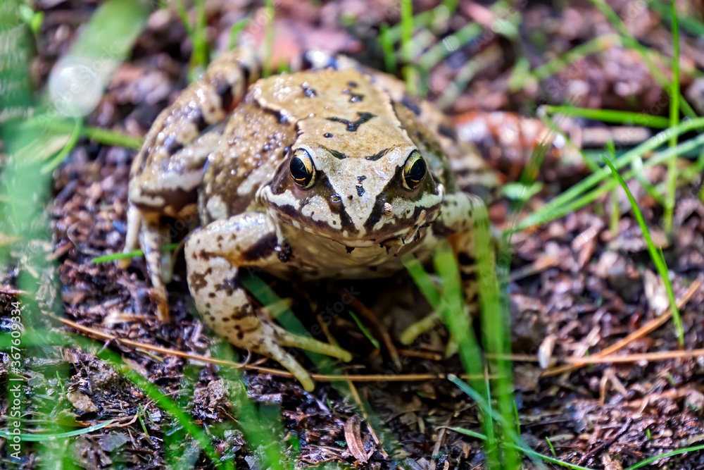 Grasfrosch ( Rana temporaria ). Grasfrosch ( Rana temporaria ).
