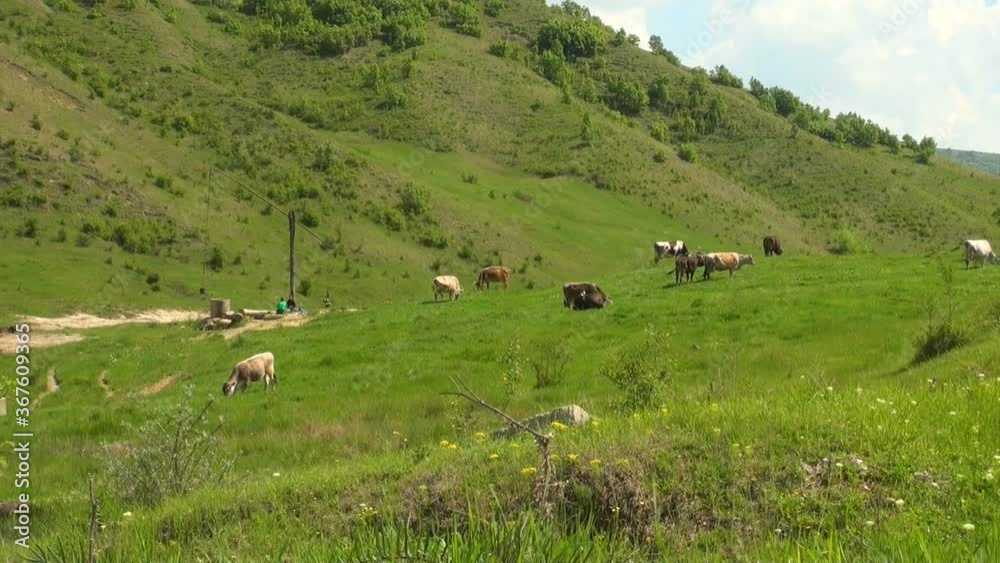 Buzau - Romania - Summer time in country side Buzau - Romania - Summer time in country side