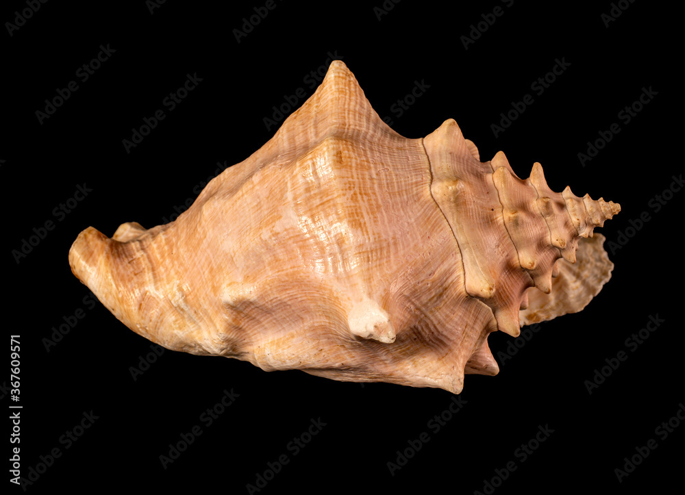 Sea shell isolated on a black background. Beautiful seashell