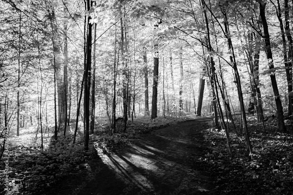 Black and white landscape photograph of a hiking trail at Lemoine Point ...