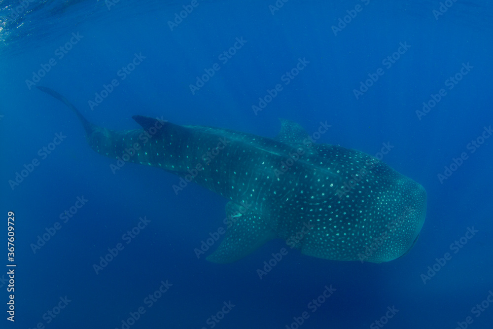 Naklejka premium Whale shark swimming in the warm blue waters off of Cancun