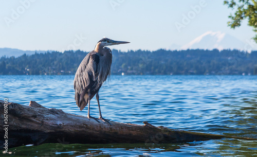 heron and rainier 2