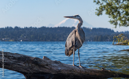 heron and rainier