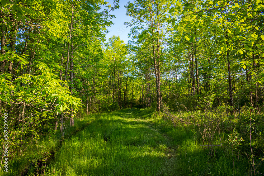 Colour landscape photograph of a hiking trail at Lemoine Point conservation area in Kingston, Ontario Canada during a bright sunny summer day. Colour landscape photograph of a hiking trail at Lemoine Point conservation area in Kingston, Ontario Canada during a bright sunny summer day.