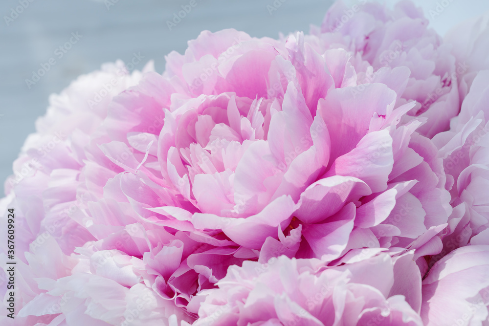 Close up image of  gentle petals of delicate pink peony bud in big bouquet. Celebration concept. Greeting card for birthday, valentines day, womans day, anniversary.