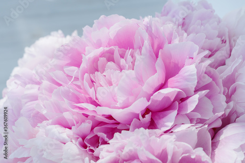 Close up image of gentle petals of delicate pink peony bud in big bouquet. Celebration concept. Greeting card for birthday, valentines day, womans day, anniversary.