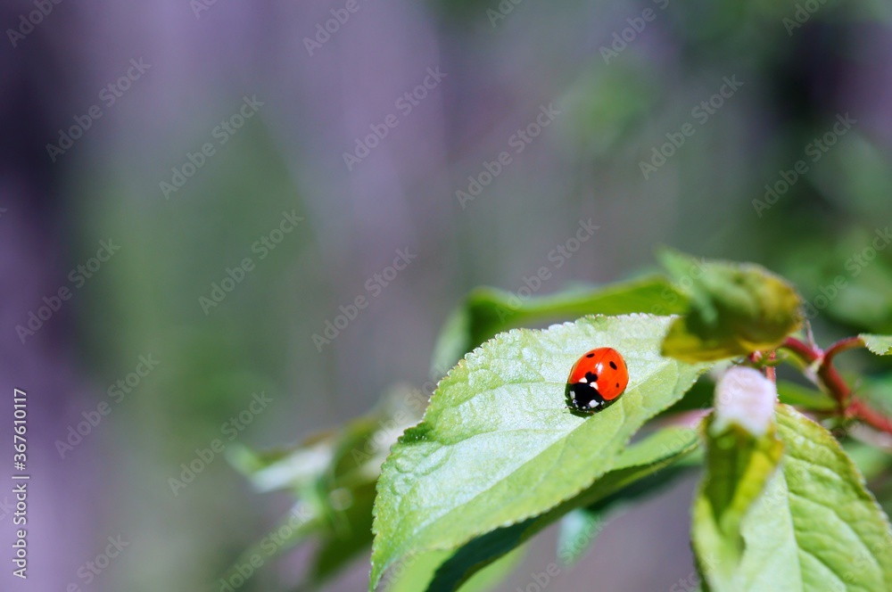 Ladybug on a colored background. Insects in nature. Ladybug on a colored background. Insects in nature.