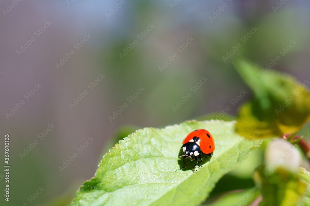 Ladybug on a colored background. Insects in nature. Ladybug on a colored background. Insects in nature.